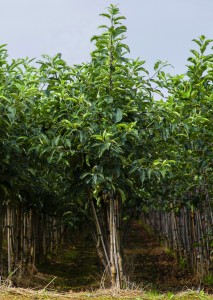 KNIP BAUM, plant de 18 mois de pousse